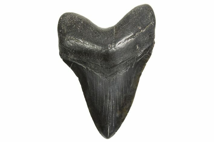 Fossil Megalodon Tooth - South Carolina #340171